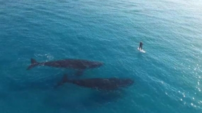 Drone captures magical moment whales swim up to paddle boarder