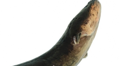 Electric Eels Double Their Attack Voltage When They Curl