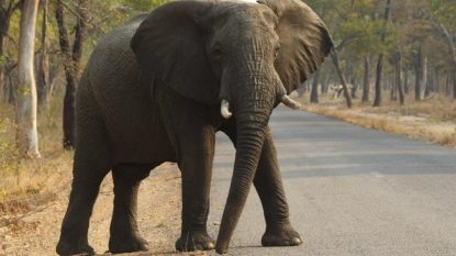 Elephant’s cancer-fighting secret sheds light on preventing human cancer