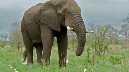 Rareness of Cancer in Elephants: Scientists unravel the truth