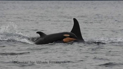 Another baby born to Puget Sound’s J-Pod