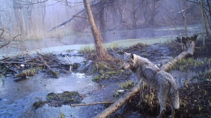 Eradication of Humans from Chernobyl Proved Beneficial for Wildlife in the Area