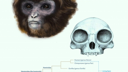 Extinct ape species resets the scale on human ancestors