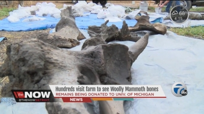 Farmer finds woolly mammoth bones in his field