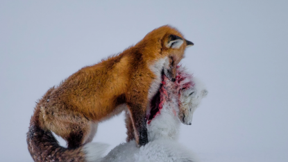 Fighting Foxes Win Wildlife Photo Competition