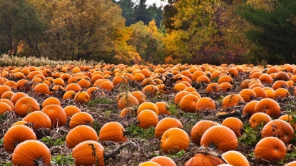 Canned pumpkin shortage threatens Thanksgiving dessert tables