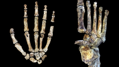 Foot of Homo naledi, resembles our own