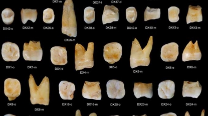 Fossil teeth show earliest sign of people in southern Asia