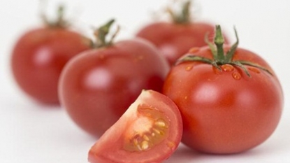 GM tomatoes could fight disease