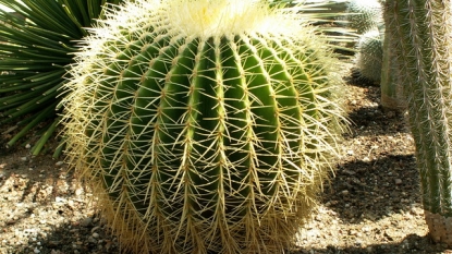 Gardening a killer for cacti