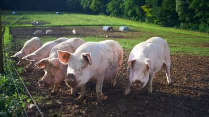 Gene editing could pave way for pig organ transplants in humans