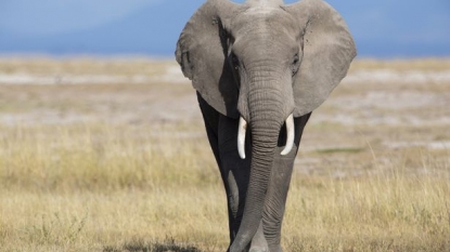 Why Elephants Rarely Get Cancer