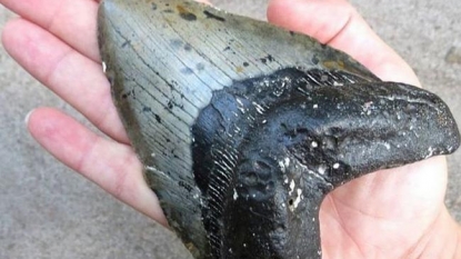 Giant prehistoric shark teeth washing up on North Carolina coast