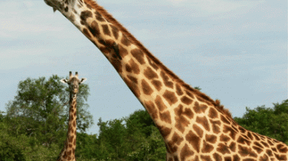 Giraffe’s Neck Has A Long Story To Tell