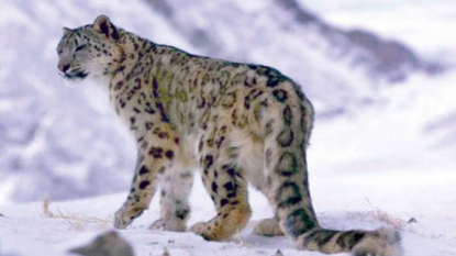 Global Snow Leopard Day 2015: Stunning never-before-seen footage of