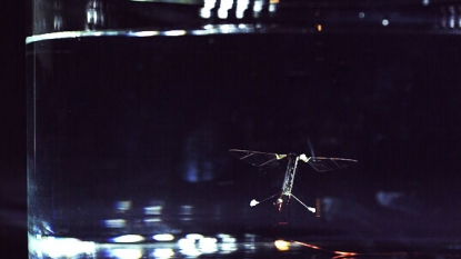 Harvard demos insect sized flying submarine robot