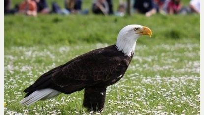 Search for missing bald eagle Helga