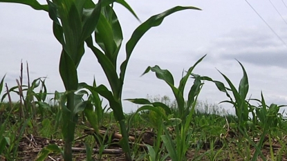 HomeNewsOct. 9 Crop Production: Farmers Will Harvest 80.7 Million Acres of