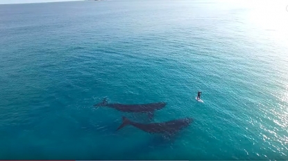 Stunning drone footage shows moment whales swim next to a paddleboarder off