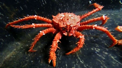 King Crabs Could Wipe Out Rare Underwater Invertebrates, Thanks To Global Warming