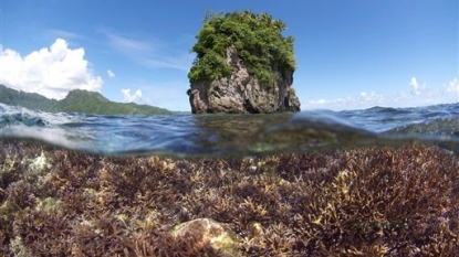 Major Coral Bleaching Crisis Spreading Worldwide; Why Is It Happening?