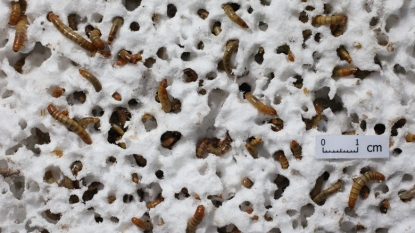 Worms that eat plastic could help clean landfills