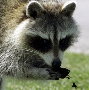 Meet Pumpkin: This adorable orphaned raccoon thinks it’s a dog