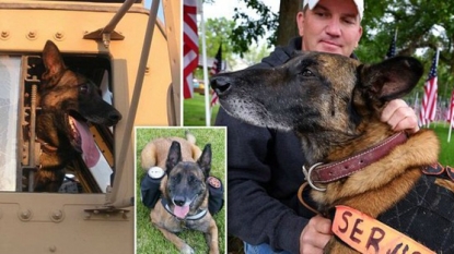 Owner of killed combat dog wants burial with military honors