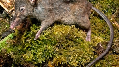 Newly-discovered rat ‘like no other’