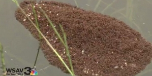 Not even record flooding can stop these floating fire ants