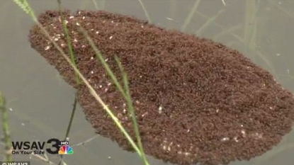 Not even record flooding can stop these floating fire ants