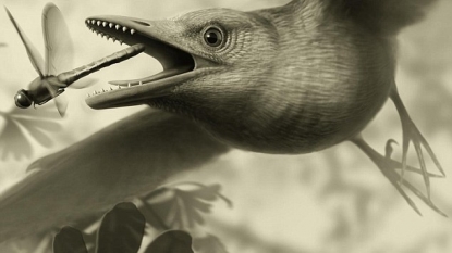 Birds flew over dinosaurs’ heads, study suggests