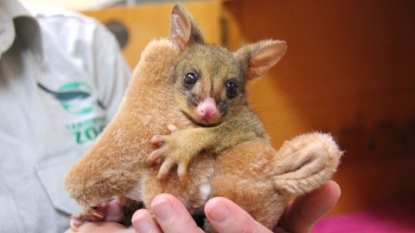 Orphaned Baby Possum Has A Cuddly New Best Friend