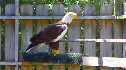 Eagle Cam star Ozzie the bald eagle dies from injuries