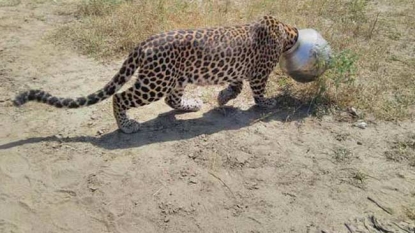 Leopard head gets stuck in metal pot while drinking water