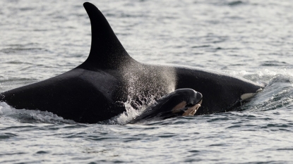 Orca baby continuously booming!