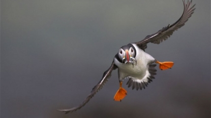 Puffins Facing Extinction Due to Overfishing and Pollution