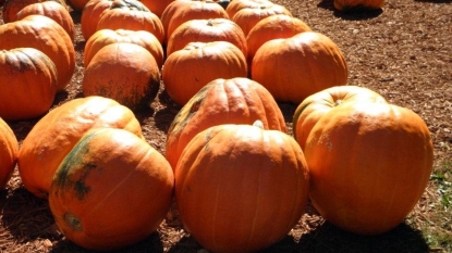 Pumpkin problems: Shortage in canned pumpkin possible this fall