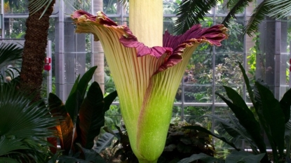 Rare, stinky corpse flower is blooming now in Chicago