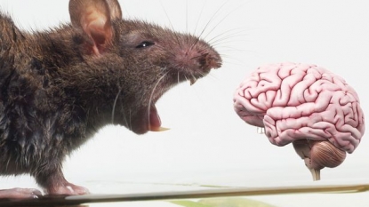 Scientists Digitally Recreated Essential Area of Rat Brain