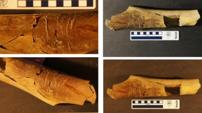 66m yrs on, study reveals Tyrannosaurs rex was a cannibal