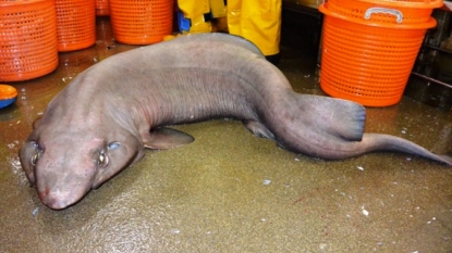 Rare ‘Ugly’ Sofa Shark Found In Deep Scottish Waters