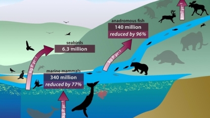 S–t doesn’t happen: Large mammals absence disrupts ecosystem fertilization