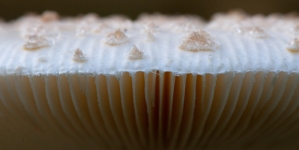 Scientists use portabellas mushrooms to make more durable batteries