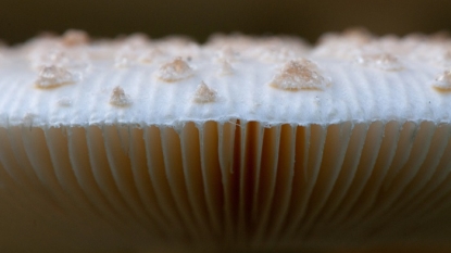 Scientists use portabellas mushrooms to make more durable batteries