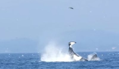 Killer Whale Launches Seal 80 feet Into The Air