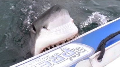 Shark-atraz! Startled tourists witness great white shark maul sea lion near