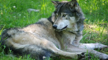 State biologists will recommend Commission delist gray wolves