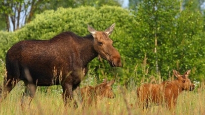 At site of world’s worst nuclear disaster, the animals have returned