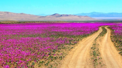 The Atacama desert is now a carpet of flowers